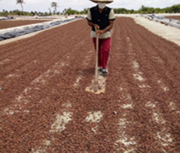 Cuba – Empresa Agroforestal y Coco Baracoa キューバ共和国