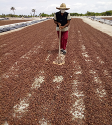 Cuba – Empresa Agroforestal y Coco Baracoa キューバ共和国